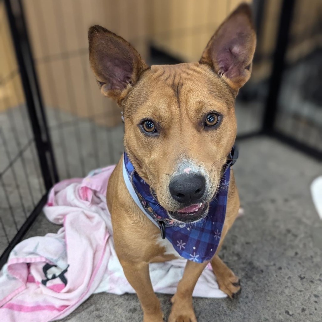 Miso, an adoptable Mixed Breed in Volcano, HI, 96785 | Photo Image 1