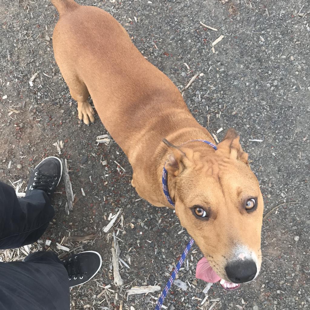 Miso, an adoptable Mixed Breed in Volcano, HI, 96785 | Photo Image 2