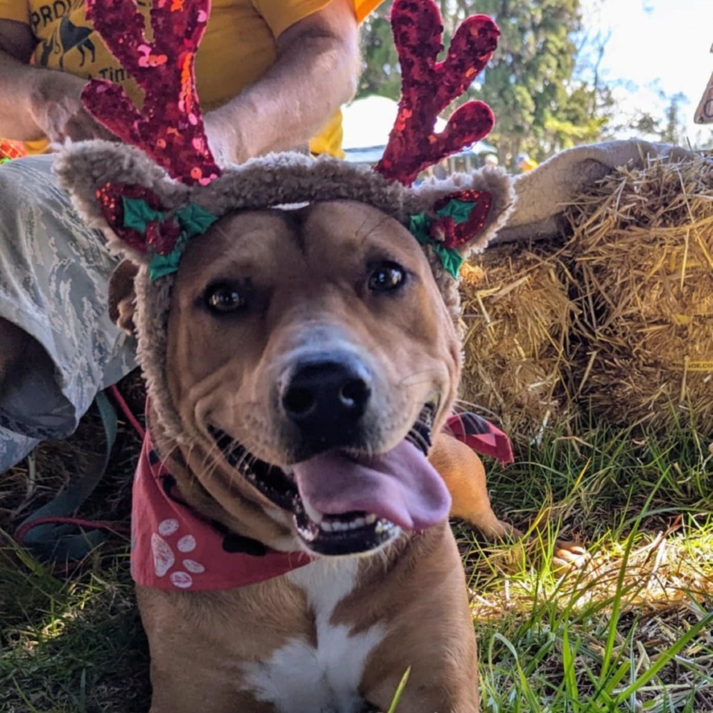 Miso, an adoptable Mixed Breed in Volcano, HI, 96785 | Photo Image 3