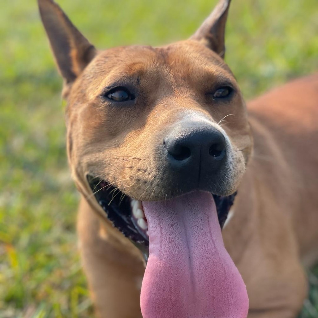 Miso, an adoptable Mixed Breed in Volcano, HI, 96785 | Photo Image 5