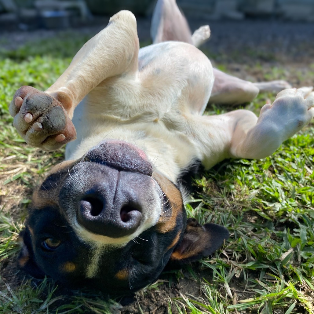 Turkey, an adoptable Mixed Breed in Keaau, HI, 96749 | Photo Image 2