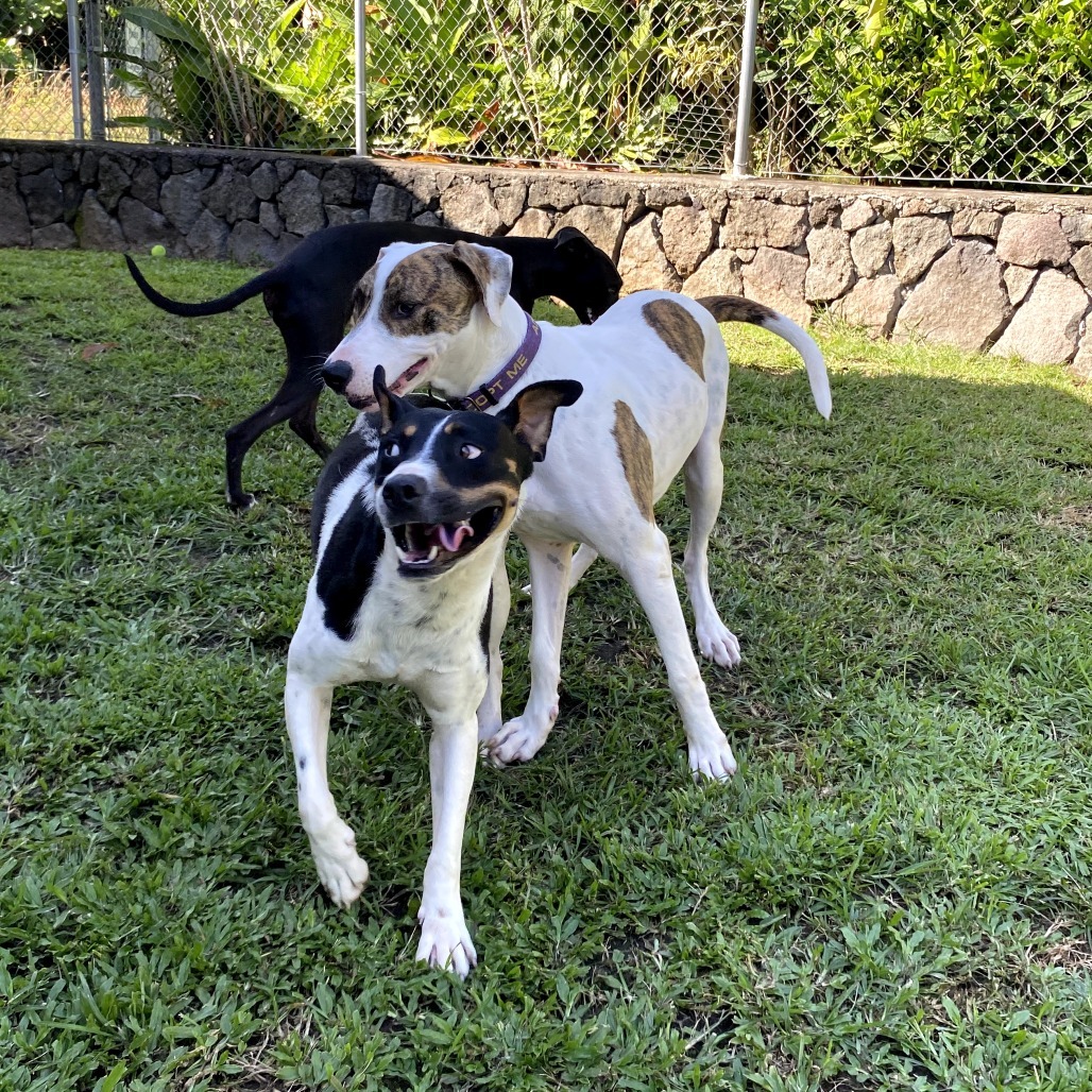 Turkey, an adoptable Mixed Breed in Keaau, HI, 96749 | Photo Image 3