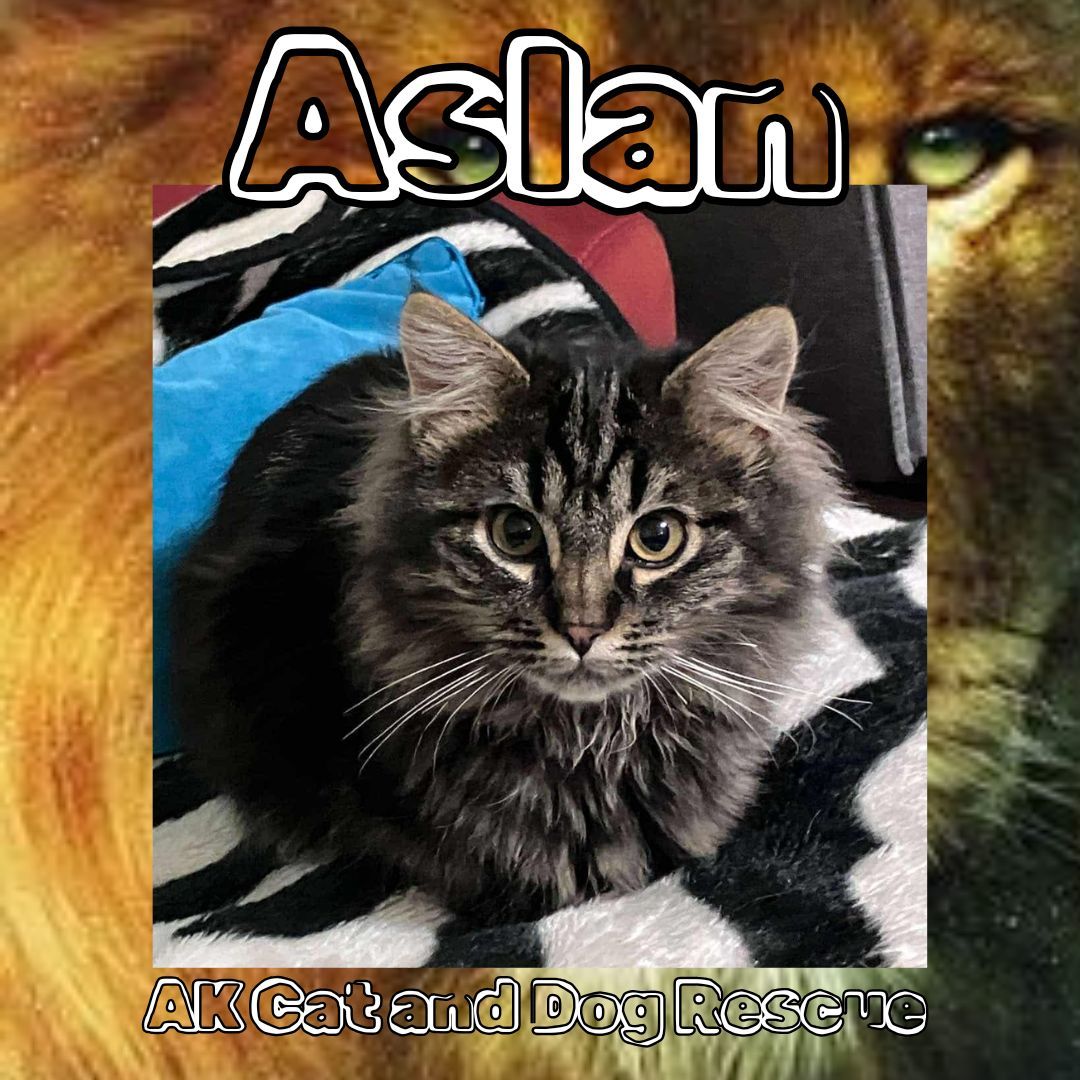 Aslan, an adoptable Domestic Medium Hair in Wasilla, AK, 99654 | Photo Image 1