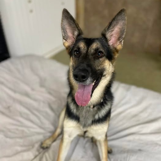 Hope, an adoptable German Shepherd Dog in Blair, WI, 54616 | Photo Image 1