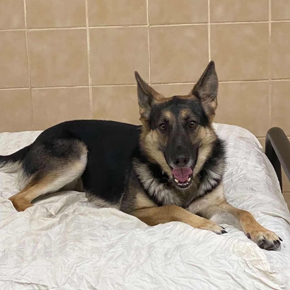 Hope, an adoptable German Shepherd Dog in Blair, WI, 54616 | Photo Image 2