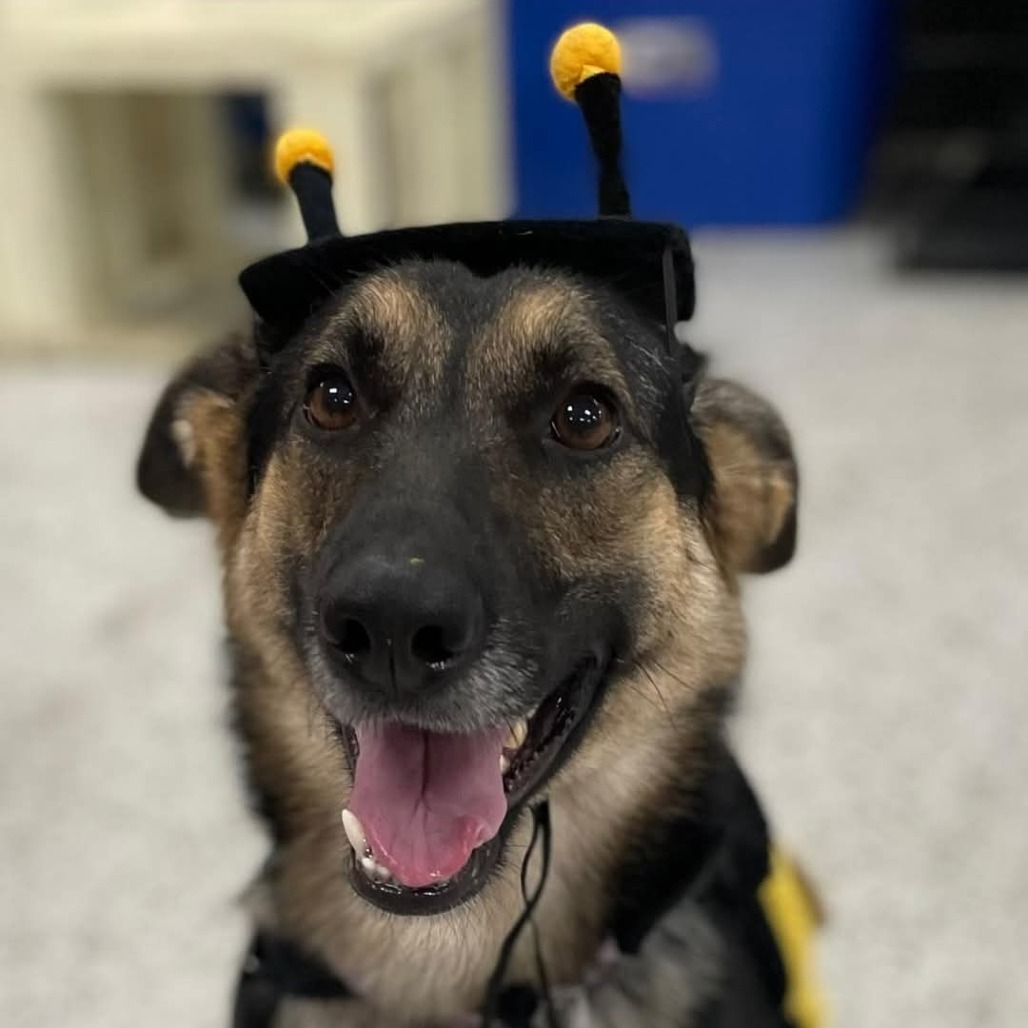 Hope, an adoptable German Shepherd Dog in Blair, WI, 54616 | Photo Image 3