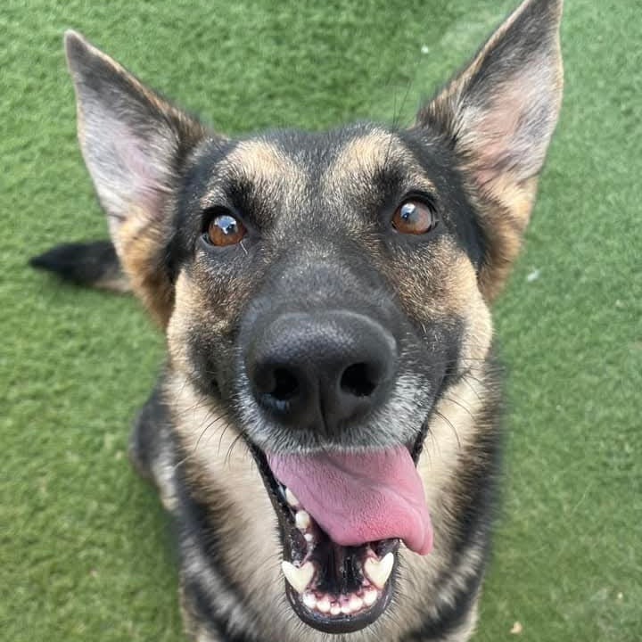 Hope, an adoptable German Shepherd Dog in Blair, WI, 54616 | Photo Image 4