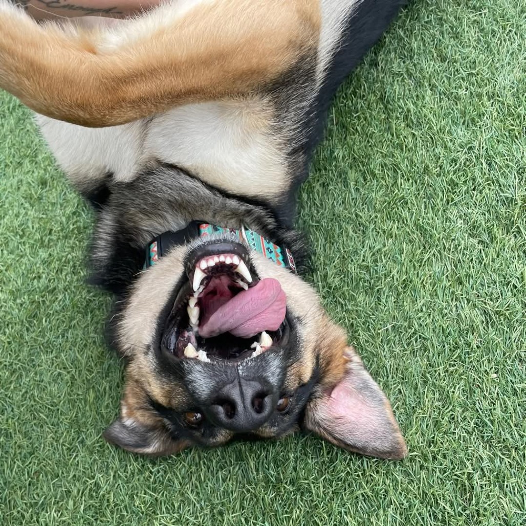 Hope, an adoptable German Shepherd Dog in Blair, WI, 54616 | Photo Image 5