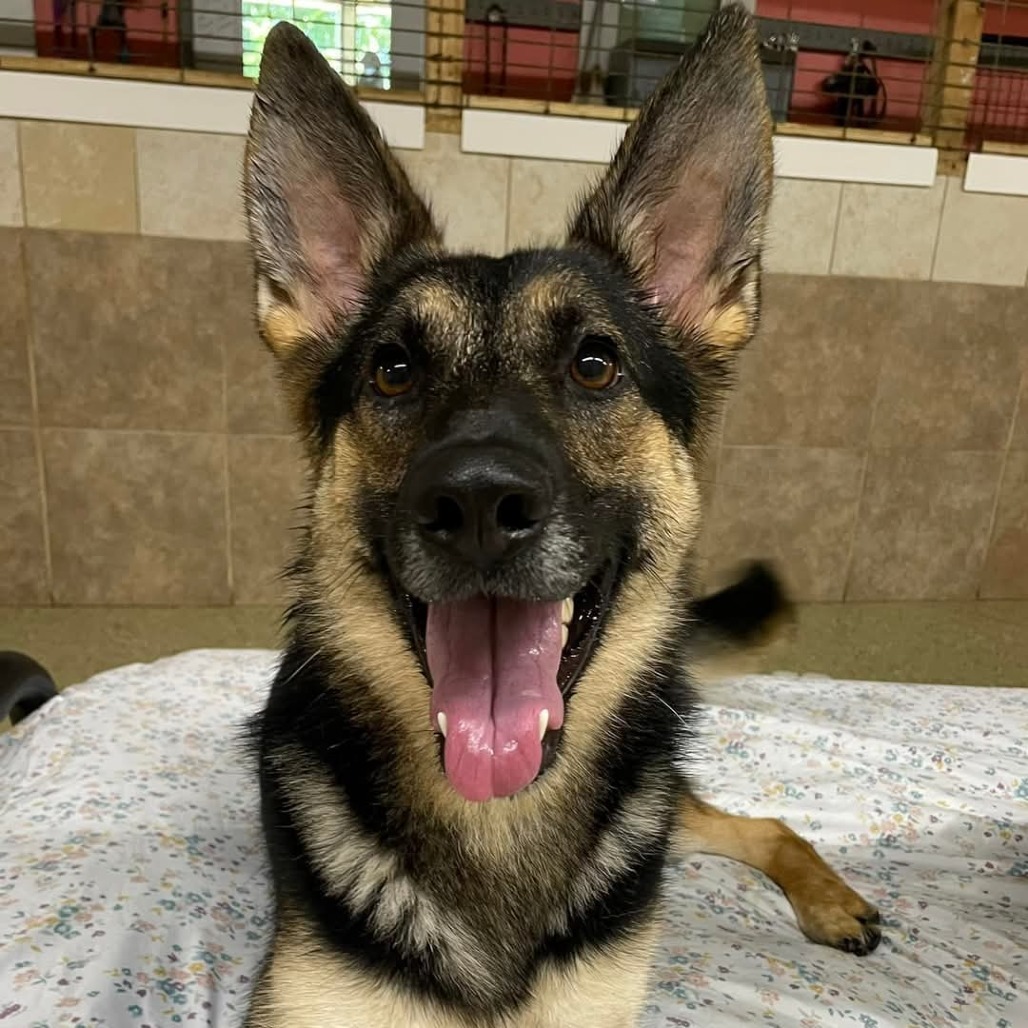 Hope, an adoptable German Shepherd Dog in Blair, WI, 54616 | Photo Image 6
