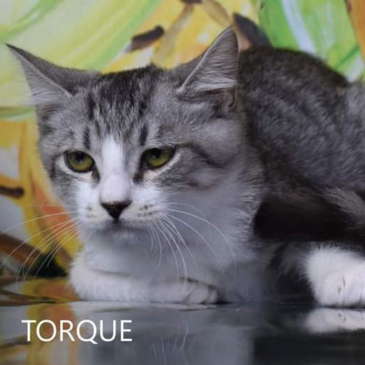 Torque 1