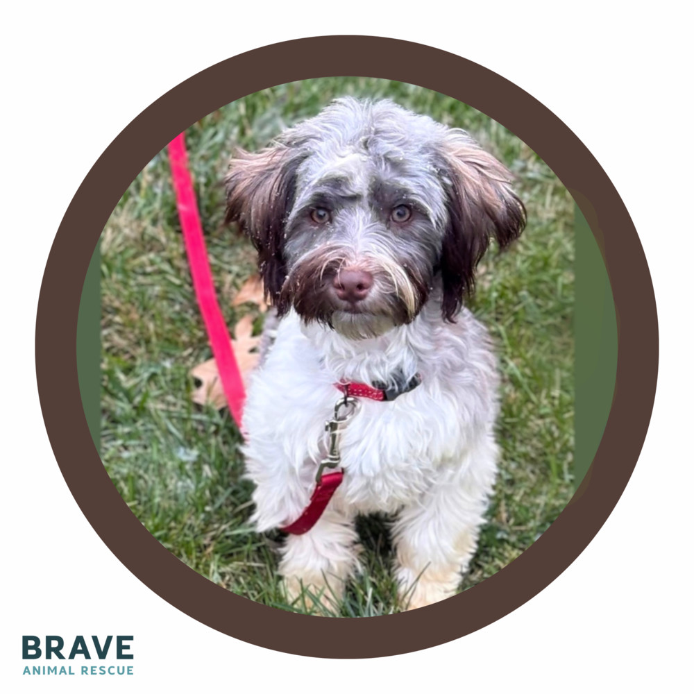 Ziggy, an adoptable Havanese in Lincoln, NE, 68516 | Photo Image 1