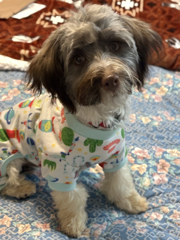 Ziggy, an adoptable Havanese in Lincoln, NE, 68516 | Photo Image 2