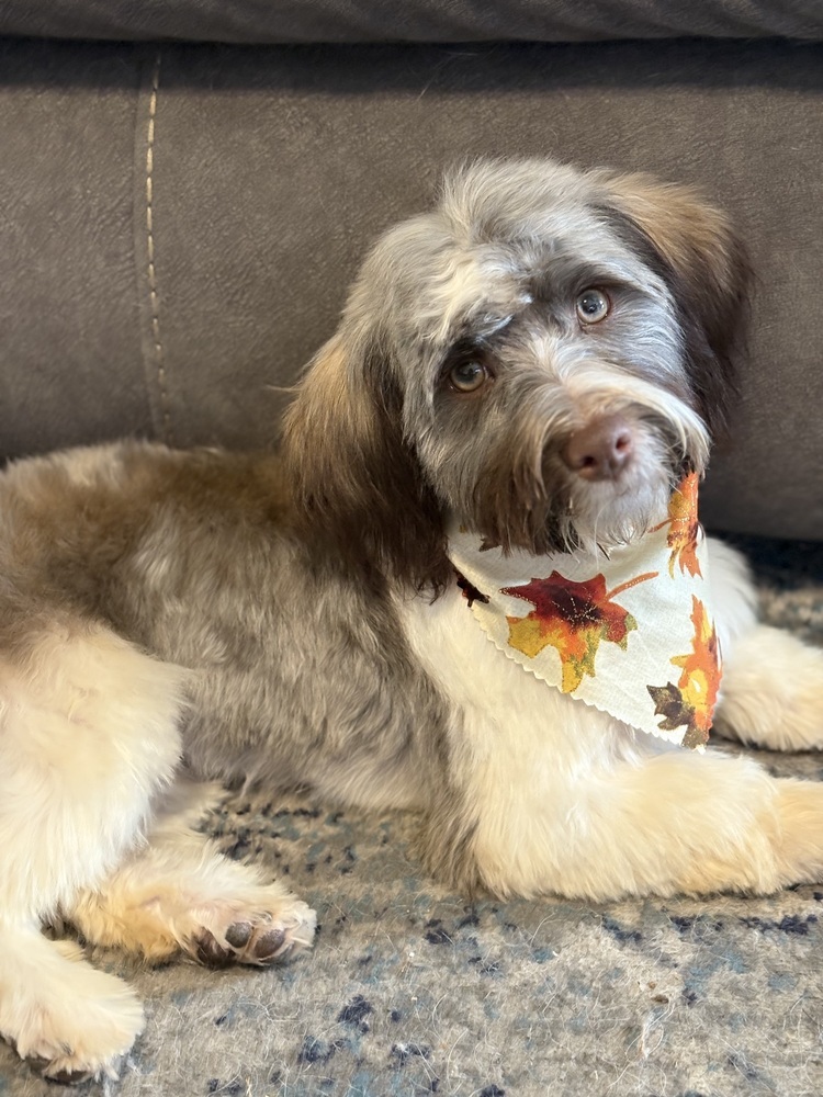 Ziggy, an adoptable Havanese in Lincoln, NE, 68516 | Photo Image 3