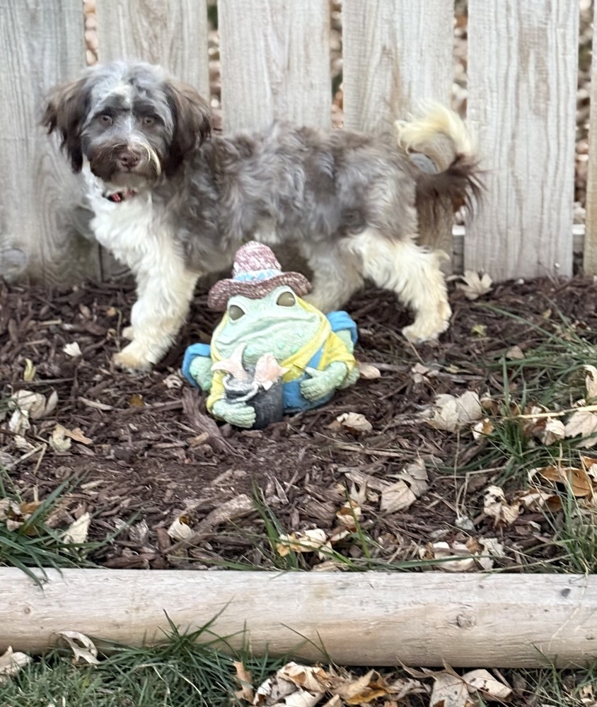 Ziggy, an adoptable Havanese in Lincoln, NE, 68516 | Photo Image 4