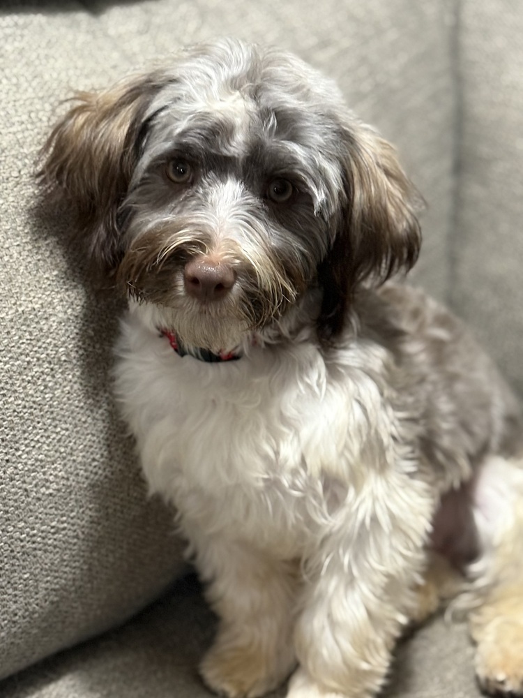 Ziggy, an adoptable Havanese in Lincoln, NE, 68516 | Photo Image 5