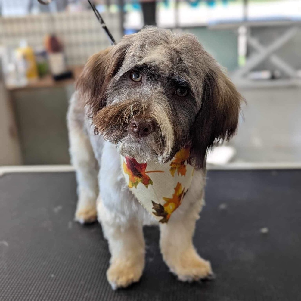 Ziggy, an adoptable Havanese in Lincoln, NE, 68516 | Photo Image 6