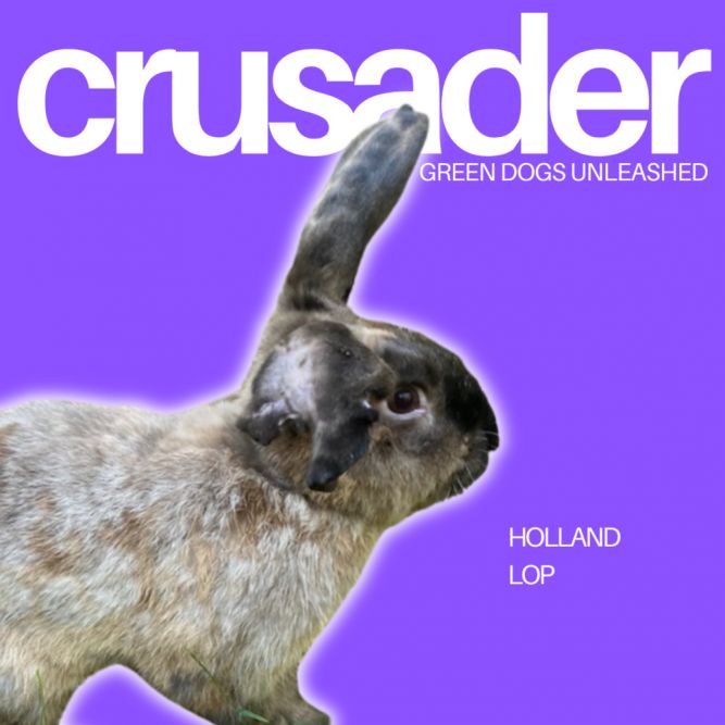 Crusader
