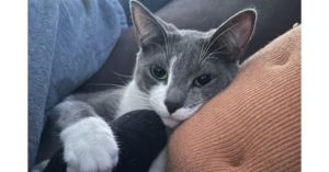 Nunez, Adult Male Domestic Short Hair