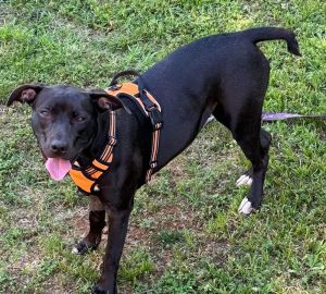 Minnie, Young Female Pit Bull Terrier