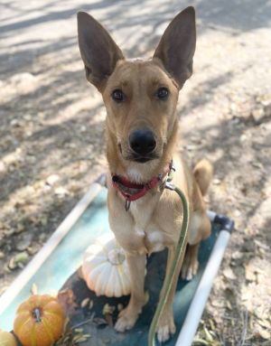 Meet Aiko a one-year-old Carolina Dog with a heart as big as her spirit True to her Carolina herit