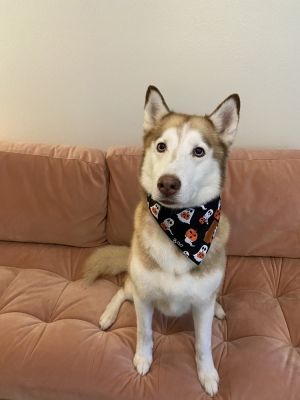 Are you ready to welcome a rare gem into your home Meet Marina a stunning red Husky with a heart