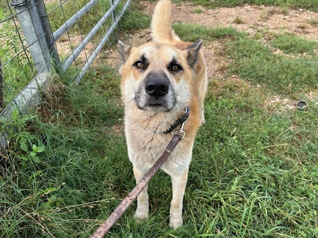 Rambo