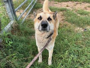 Meet Rambo A super sweet kind and loving pup Hes available for adoption anyw