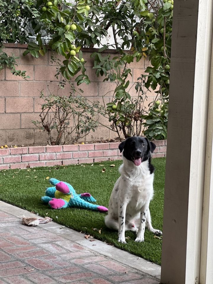 Benny 2