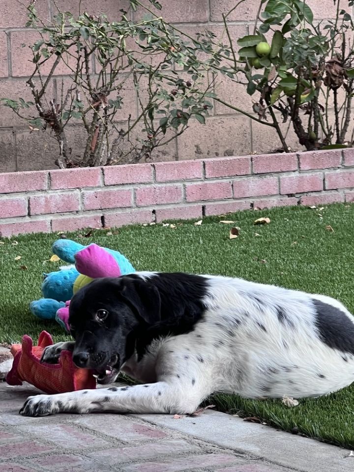 Benny 3