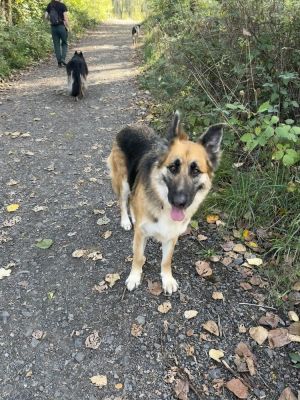 Cleo is a stunning German shepherd loyal friendly loving and well mannered S