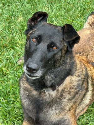 Adopt Scara Your New Best Friend Meet Scara a 4-year-old Belgian Malinois with