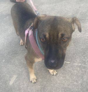 Steve is a 2-year-old German Shepherd mix with a heart full of love This sweet 