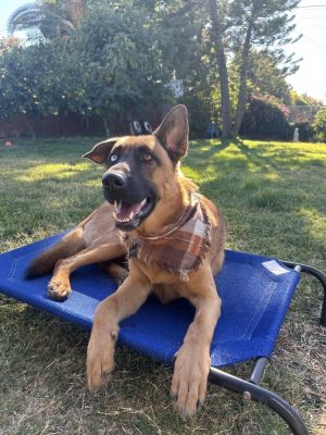 Meet Bear the perfect blend of a german sheperd Husky and Labrador  just 1 year old and ready to