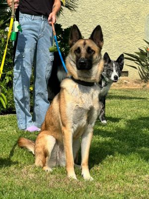 Meet Sheba a healthy one-year-old sweetheart whos ready to fill your home with