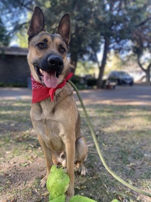 Meet Bruno This energetic 3-year-old Belgian Malinois is the perfect adventure 