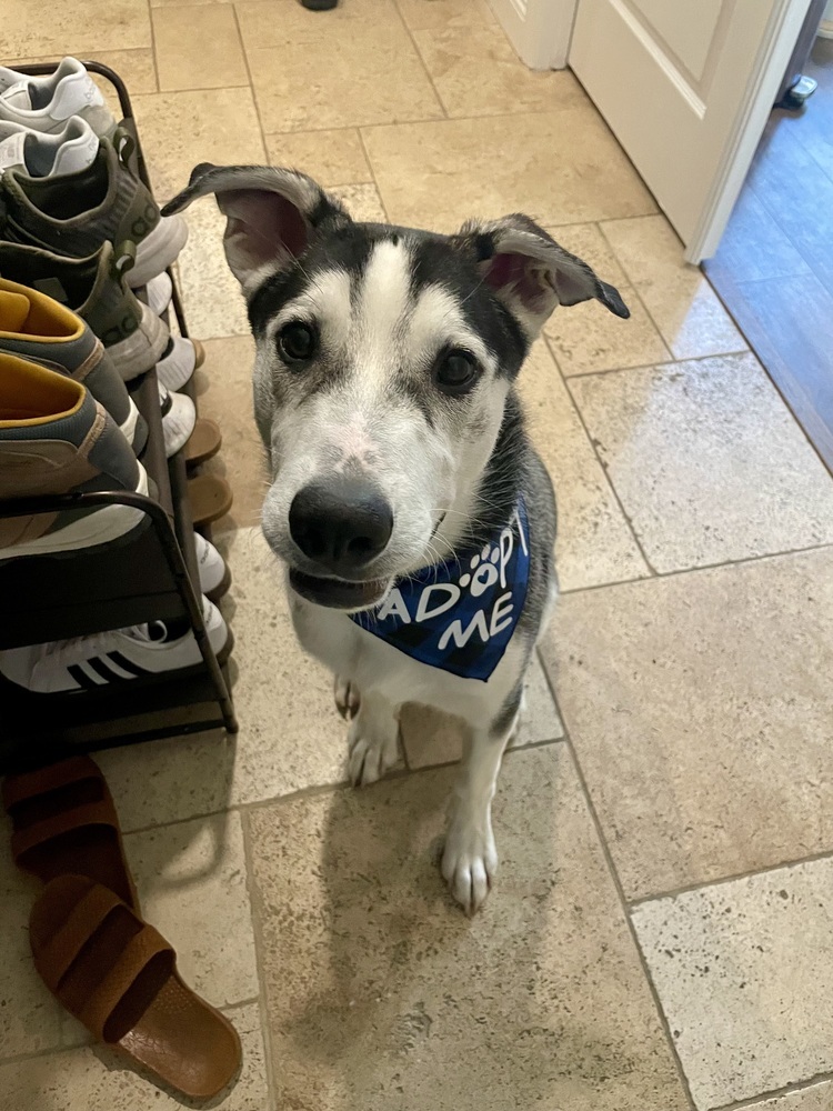 Blaze, an adoptable Siberian Husky, Beauceron in Pasadena, CA, 91104 | Photo Image 1