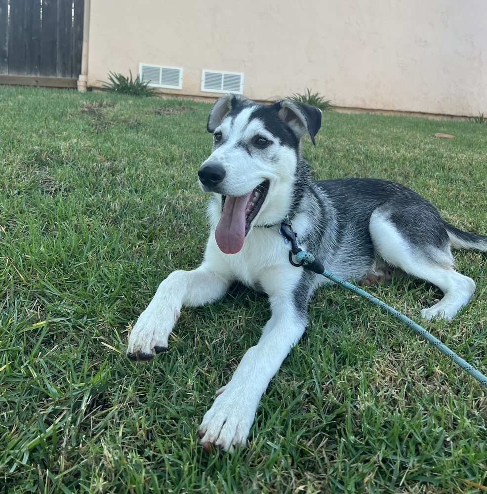 Blaze, an adoptable Siberian Husky, Beauceron in Pasadena, CA, 91104 | Photo Image 2