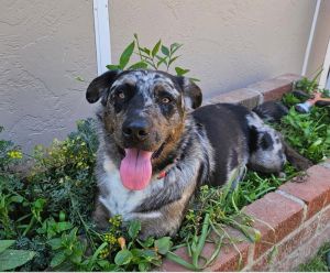 Meet Smokey Your New Best Friend Professionaly trained this stunning pup with