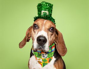 Gumball, Young Male Coonhound