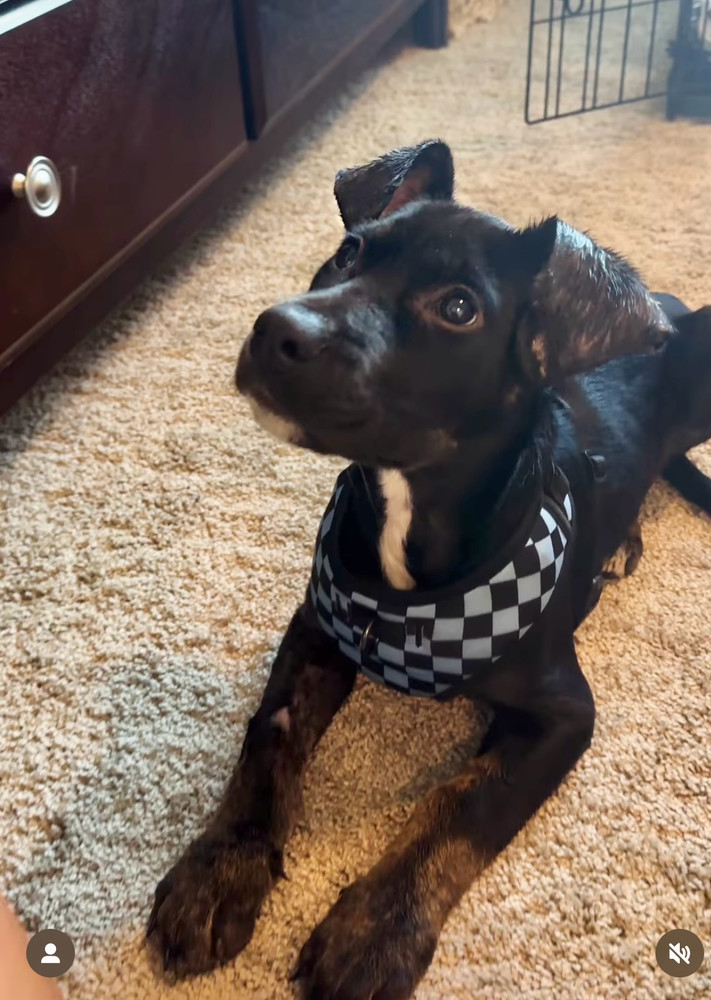 Luca