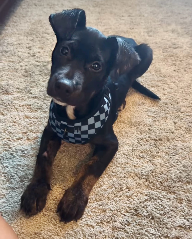Luca