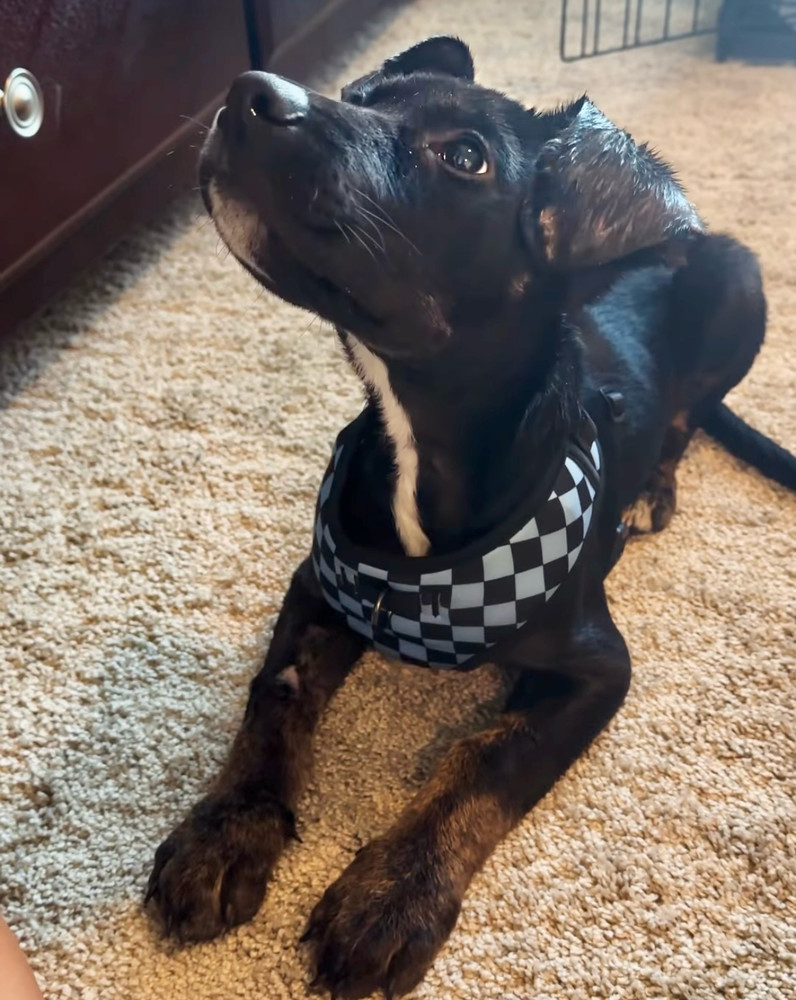 Luca