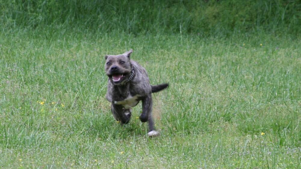 Starsky