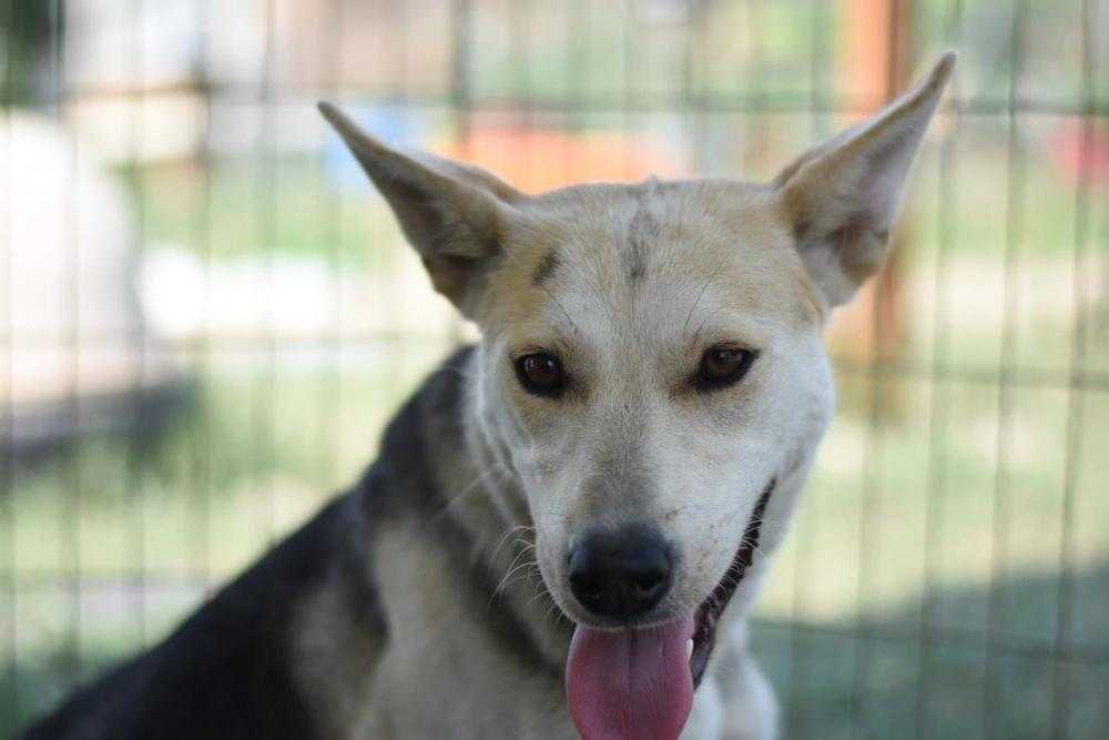 Chilli, an adoptable Siberian Husky in Dodson, MT, 59524 | Photo Image 1