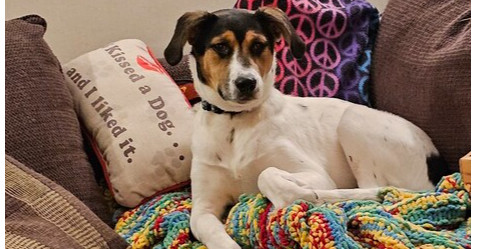 Cece, an adoptable English Shepherd, Siberian Husky in Dodson, MT, 59524 | Photo Image 1