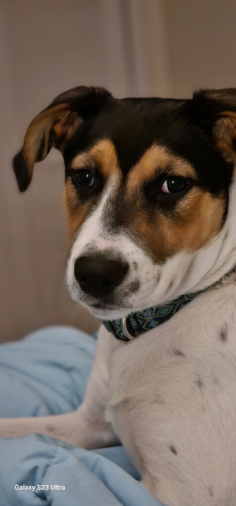 Cece, an adoptable English Shepherd, Siberian Husky in Dodson, MT, 59524 | Photo Image 2