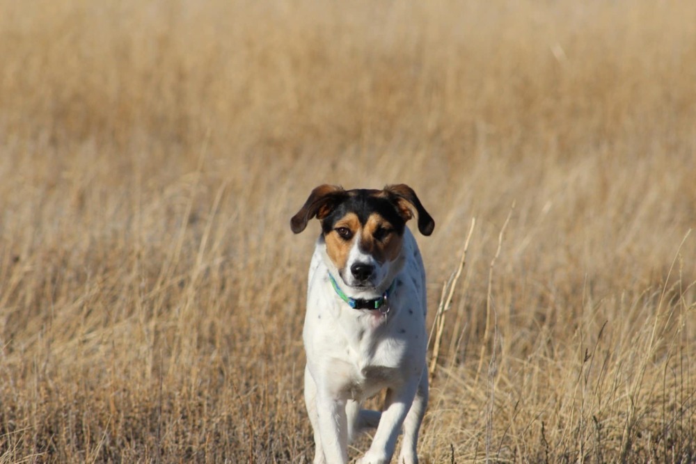 Cece, an adoptable English Shepherd, Siberian Husky in Dodson, MT, 59524 | Photo Image 3
