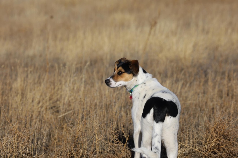 Cece, an adoptable English Shepherd, Siberian Husky in Dodson, MT, 59524 | Photo Image 4