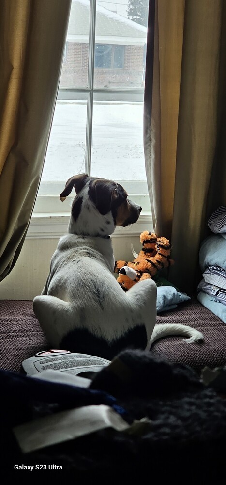 Cece, an adoptable English Shepherd, Siberian Husky in Dodson, MT, 59524 | Photo Image 5