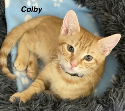 Colby